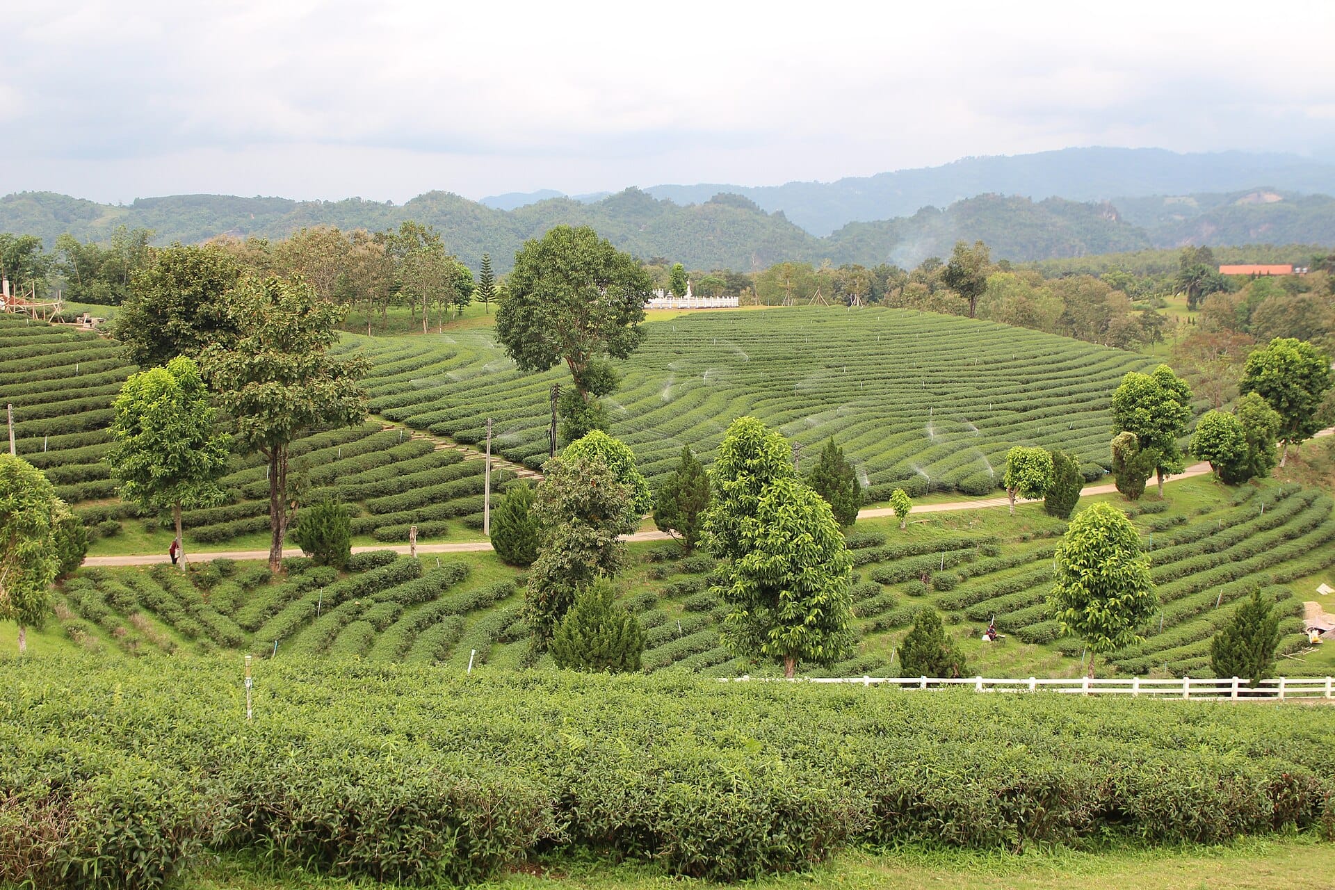Rolling tea terraces at Choui Fong Tea Plantation in the hills near Chiang Rai