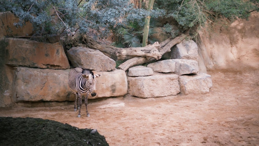 A young zebra among rocks in a naturalistic enclosure at Bioparc Valencia