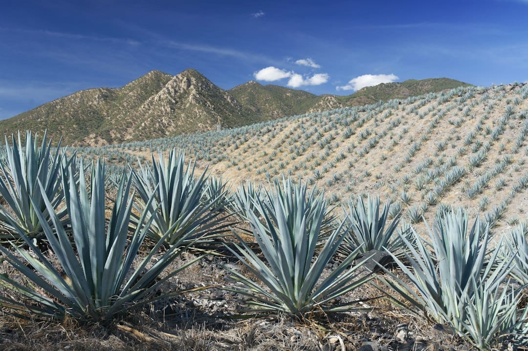 Rows of blue agave plants growing in the fields around Tequila, Jalisco