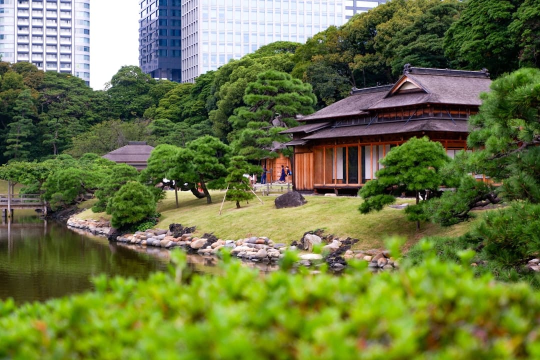 Cherry blossoms and lawns in Shinjuku Gyoen, Tokyo