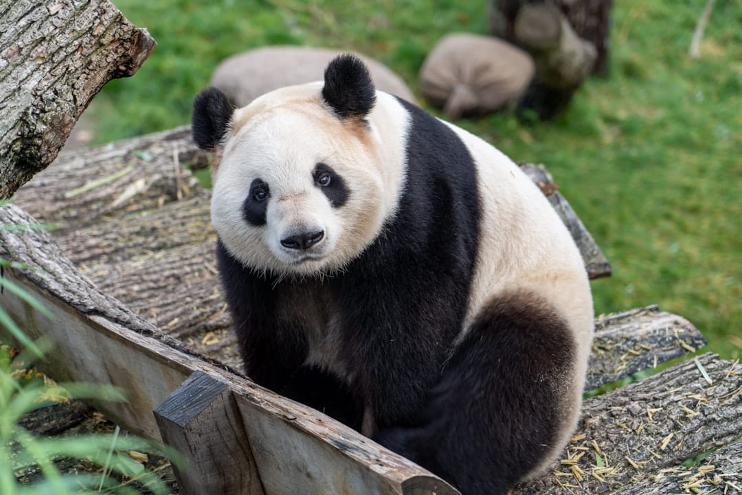 A giant panda eating bamboo
