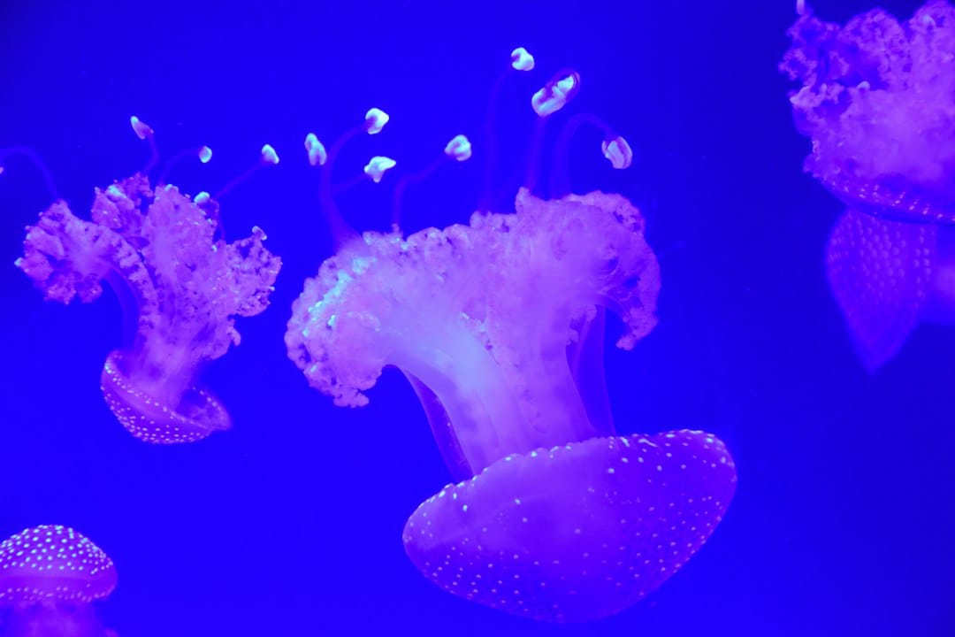 Jellyfish glowing in a dark tank at the Oceanogràfic aquarium in Valencia