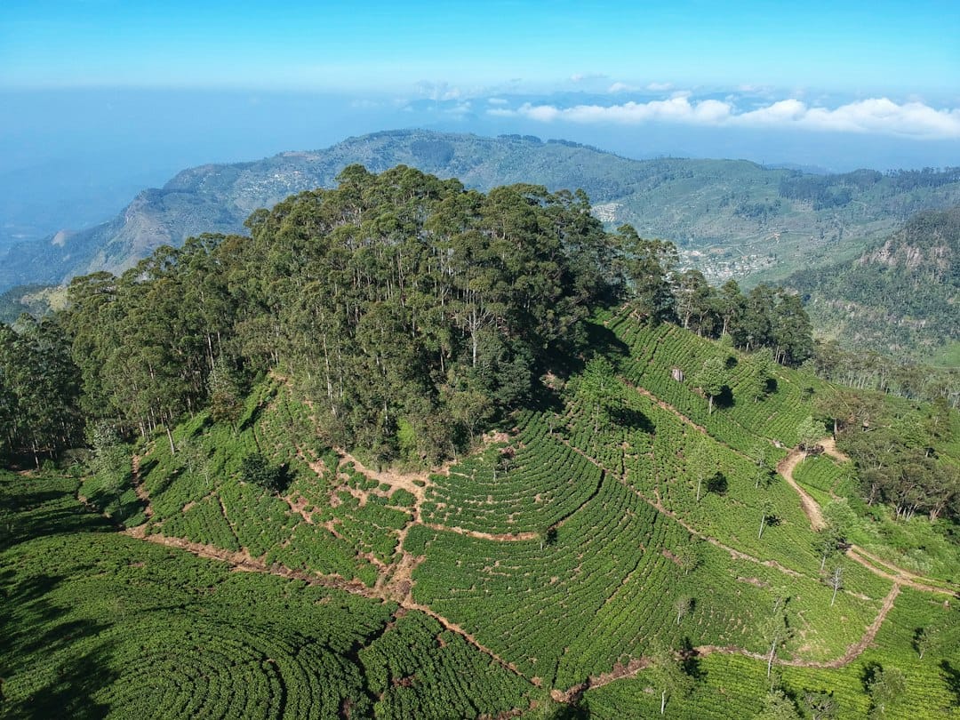 Ceylon tea country in the hills around Kandy