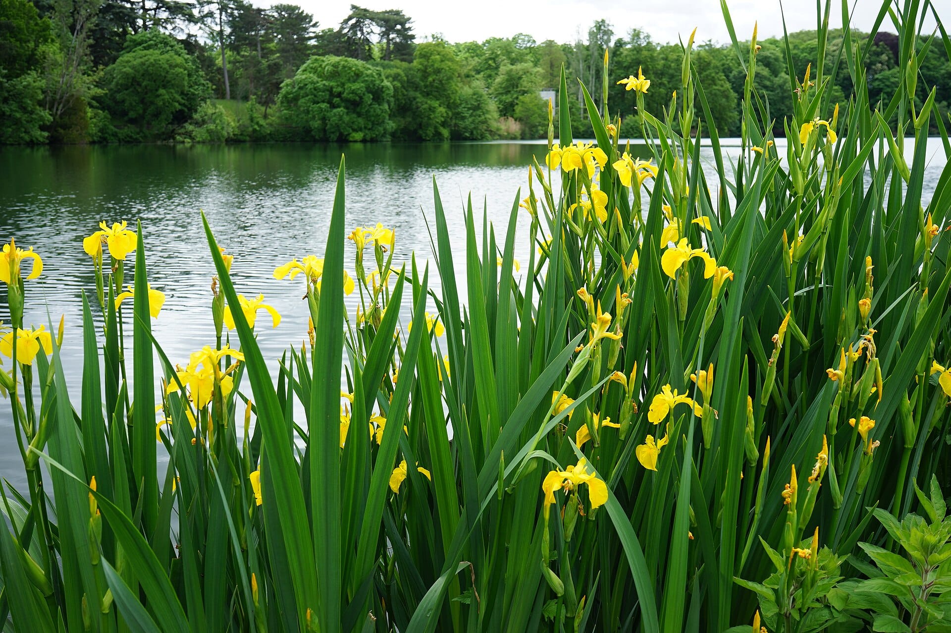The lake and greenery of Parc de la Tete d'Or in Lyon