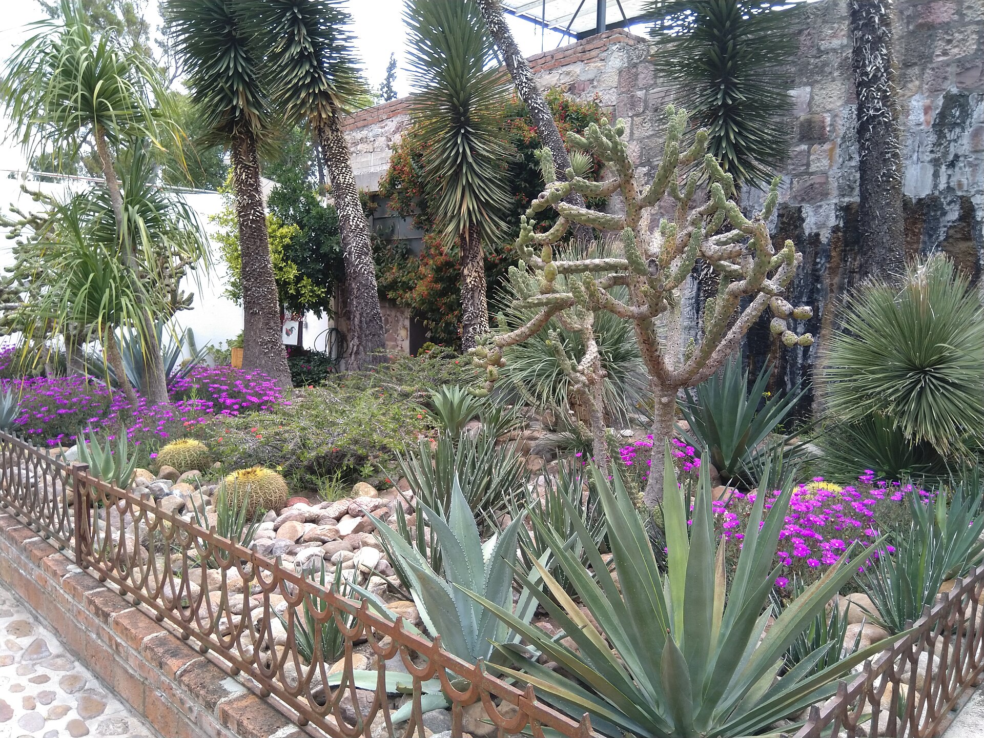 Cactus and agave garden with purple flowers beside a brick wall at Fábrica La Aurora