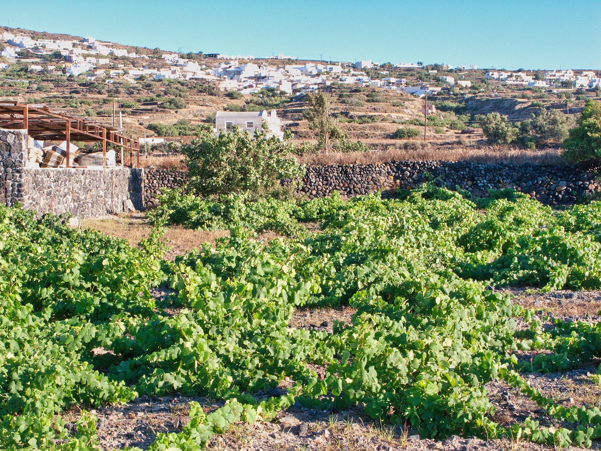 Low basket-trained vines in a Santorini vineyard with a hillside village behind