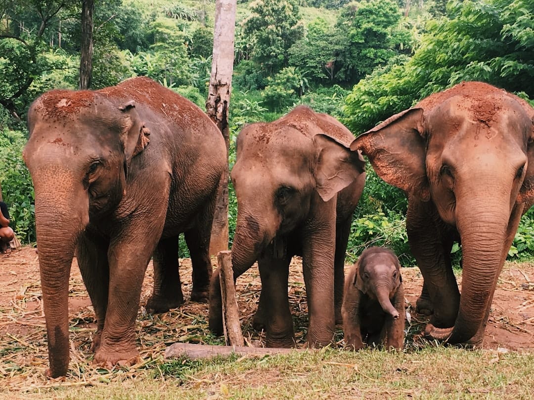 Rescued elephants roaming at a sanctuary near Chiang Mai