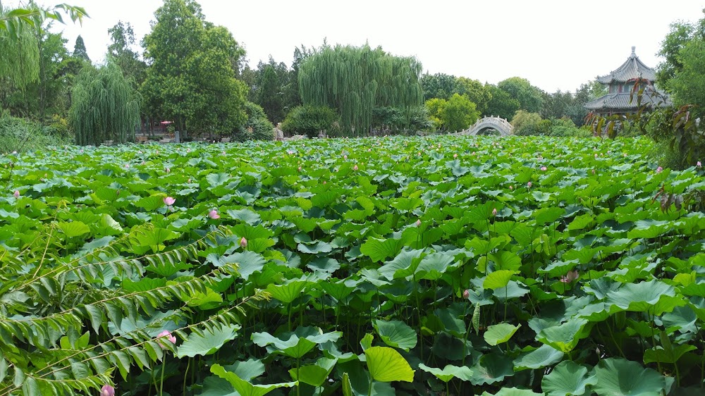 Baoding Ancient Lotus Pond photo 3