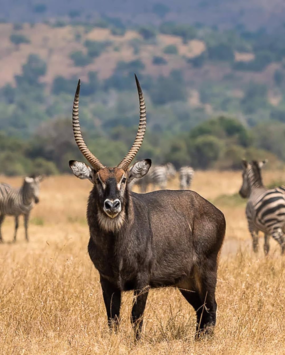 Akagera National Park