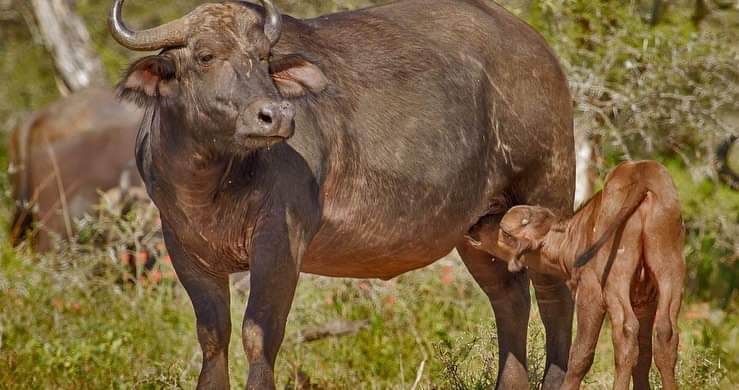 Akagera National Park photo 2