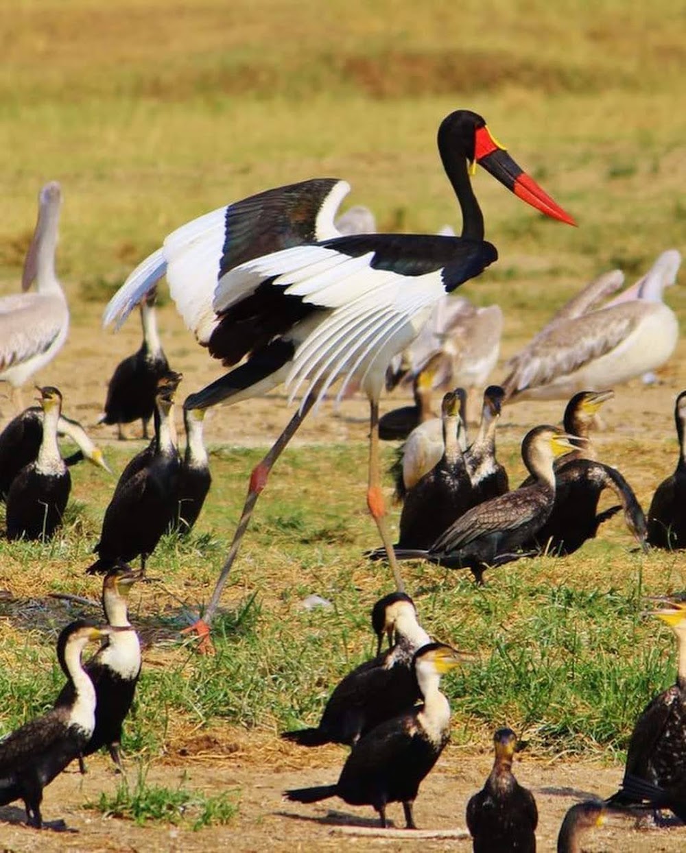 Akagera National Park photo 3