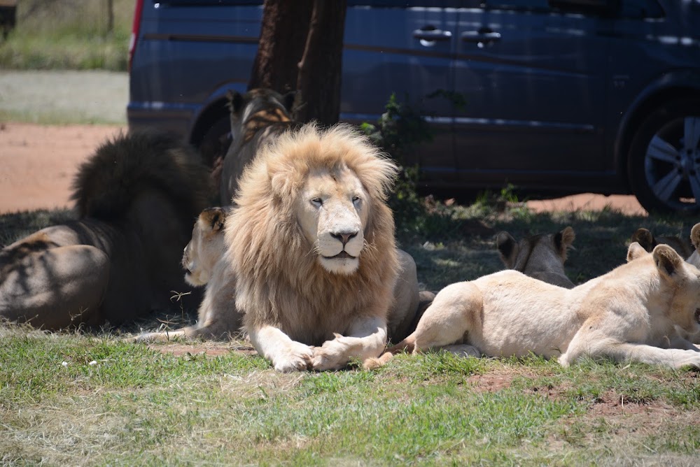 Lion Park photo 2