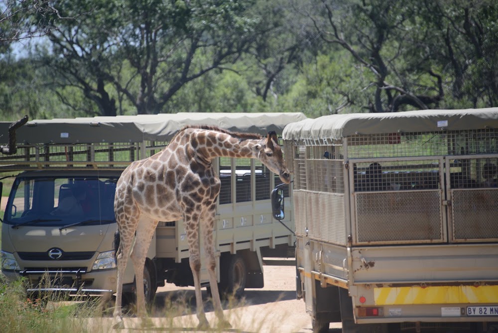 Lion Park photo 3