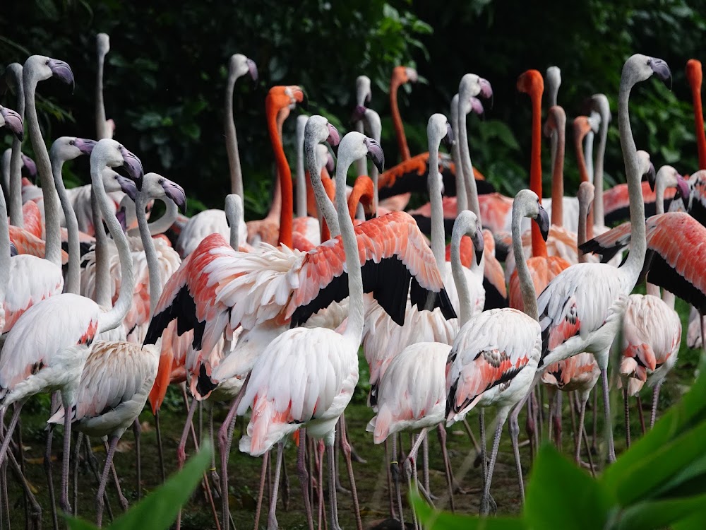 Guangzhou Crocodile Park photo 3