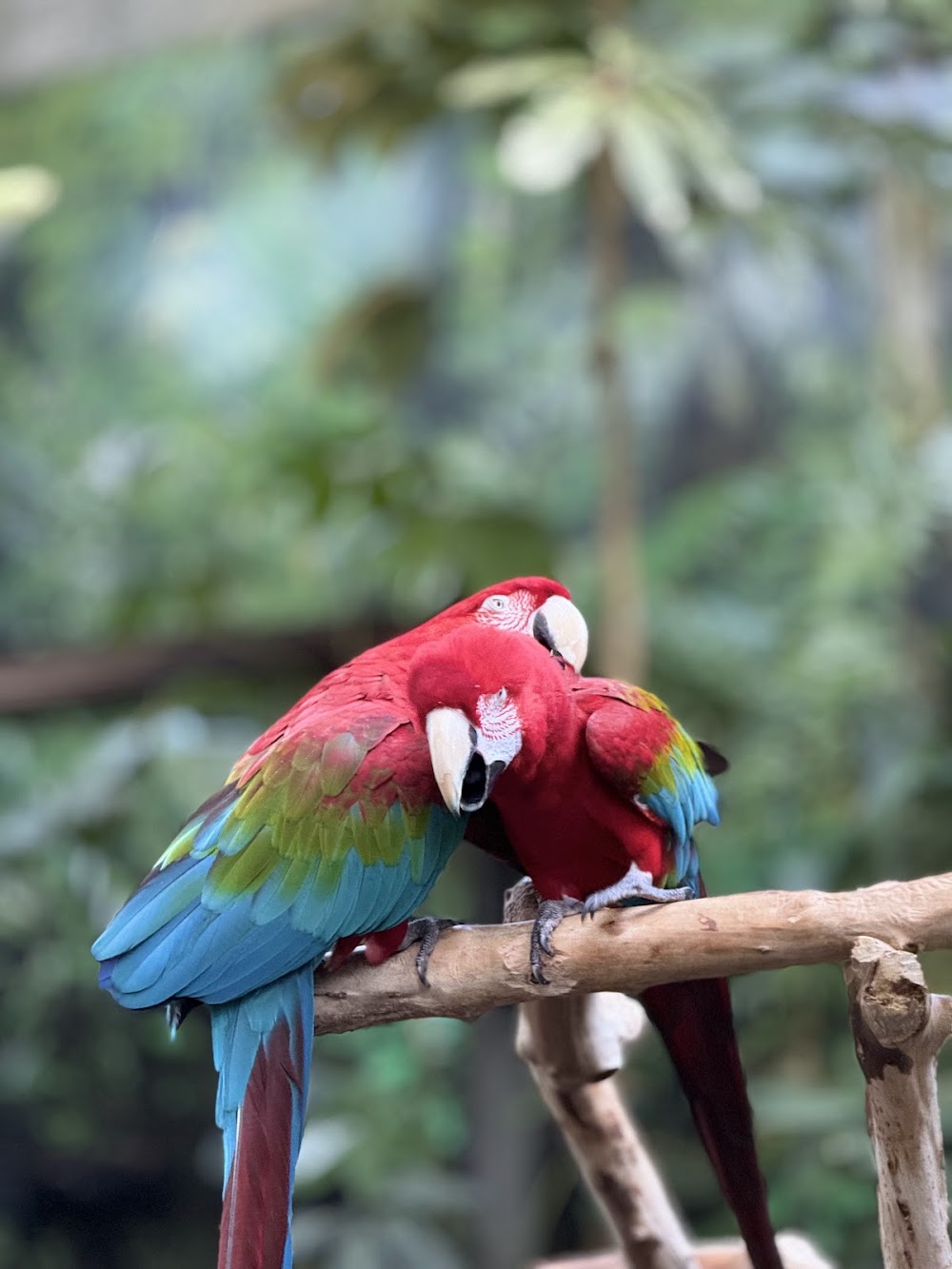 Bloedel Conservatory photo 3