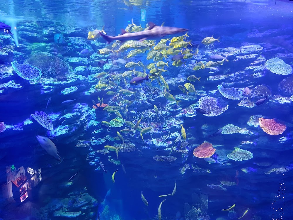 SEALIFE Busan Aquarium photo 2