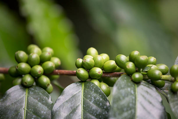 Coffee Plantations