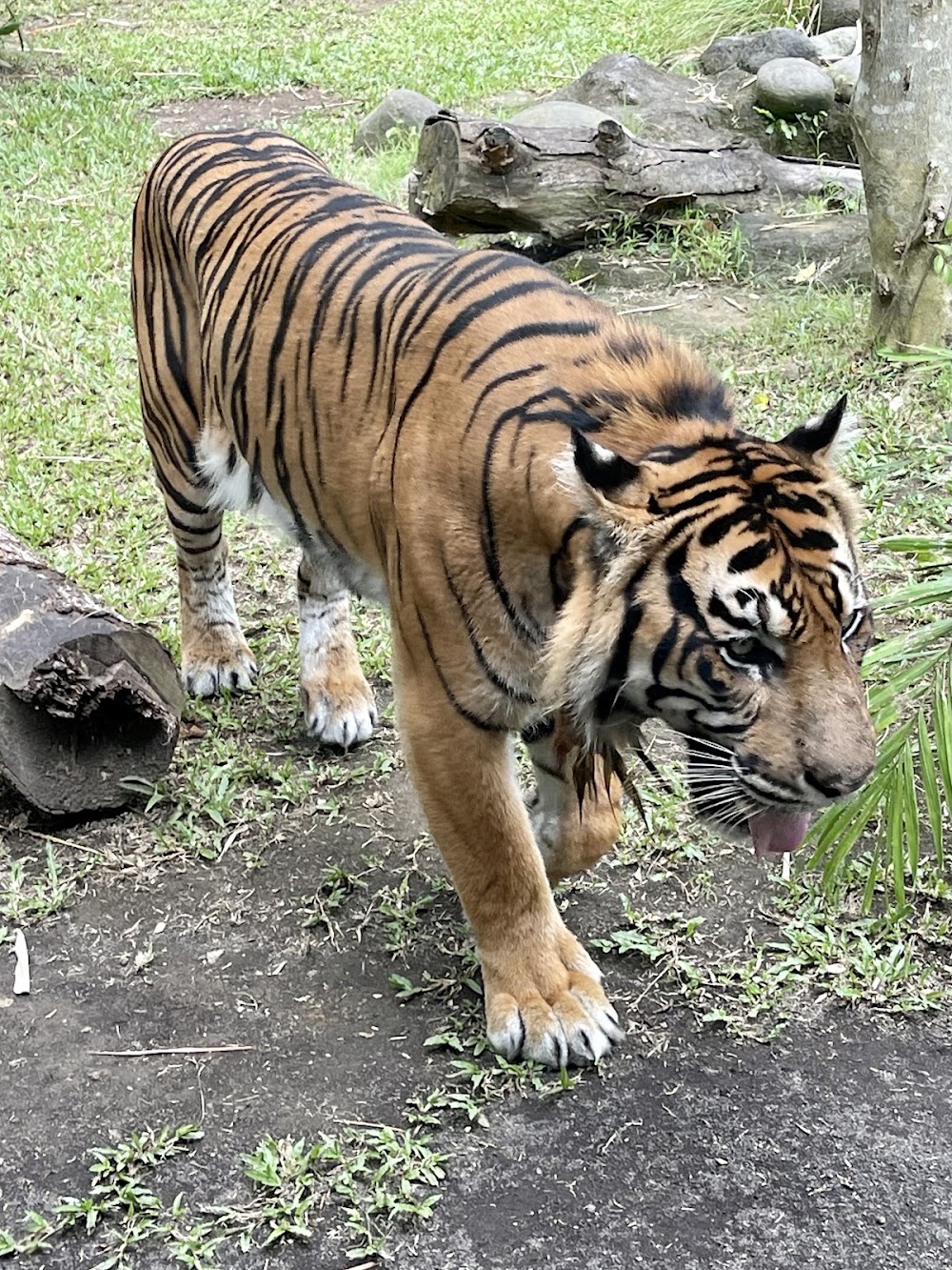 Bali Zoo photo 3