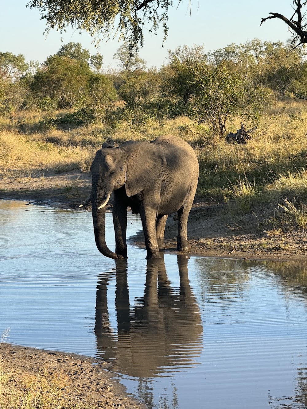 Mala Mala Game Reserve photo 2