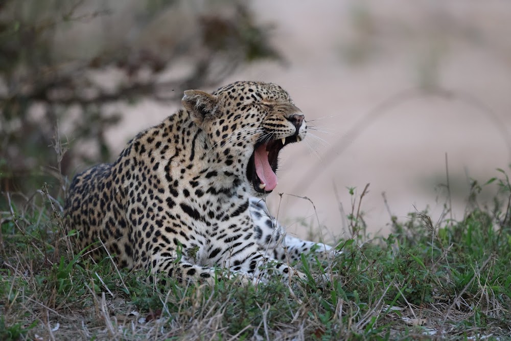 Mala Mala Game Reserve photo 3