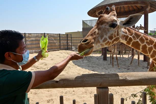 Dubai Safari Park photo 3