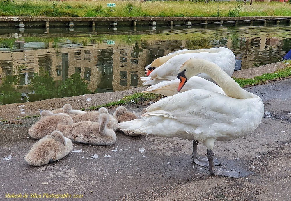 Mill Pond