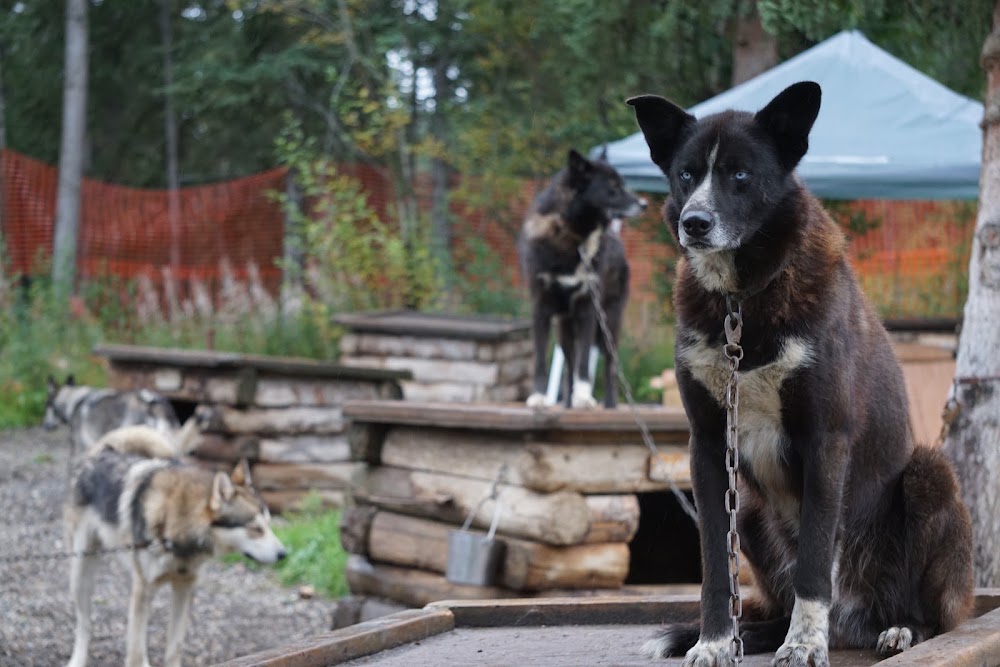 Denali Sled Dog Kennels photo 2