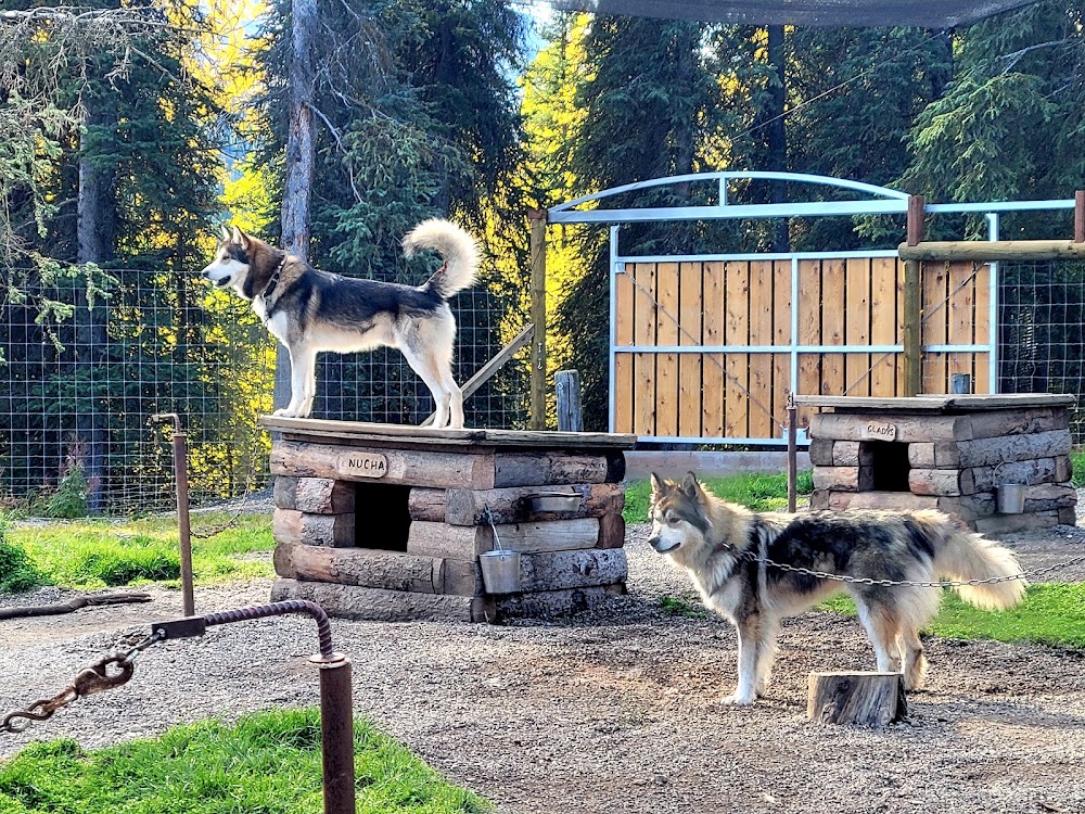 Denali Sled Dog Kennels photo 3