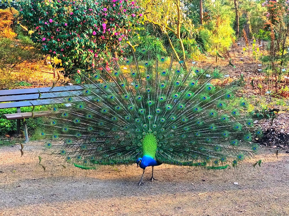 Parc Floral de Paris photo 2