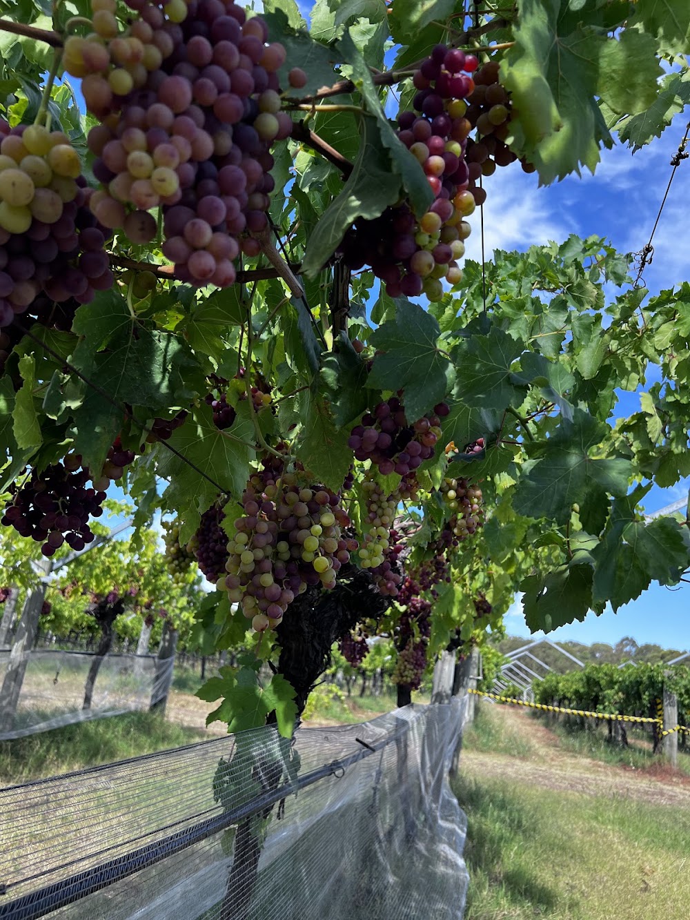 Swan Valley Wine Region