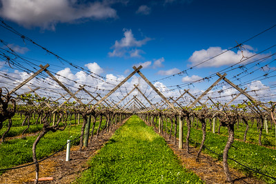 Swan Valley Wine Region photo 2