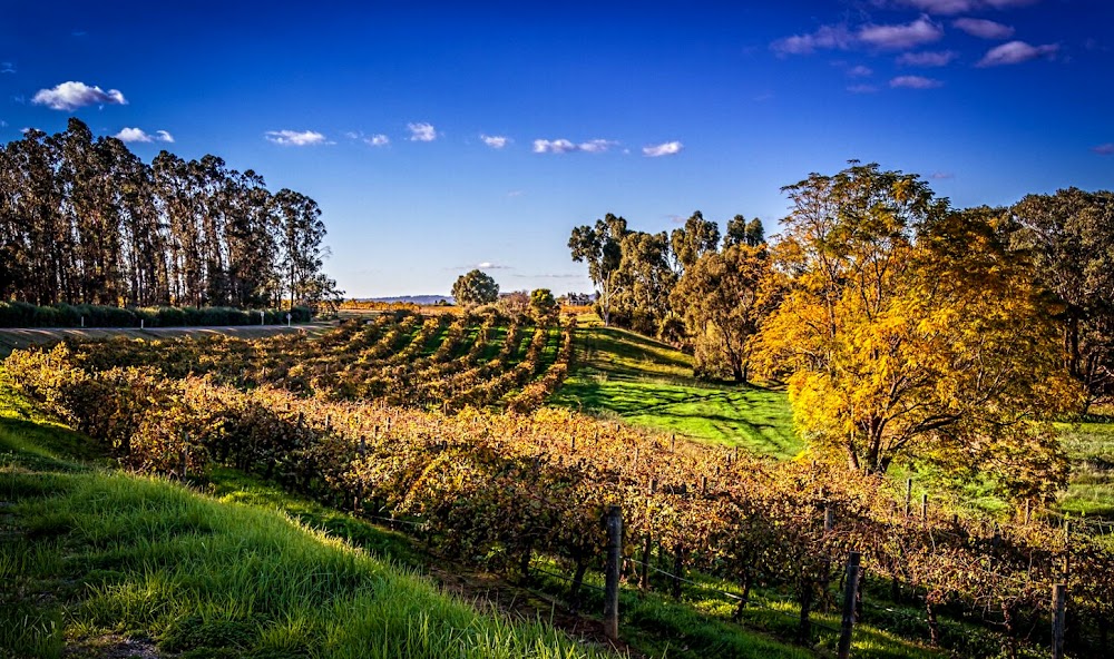 Swan Valley Wine Region photo 3