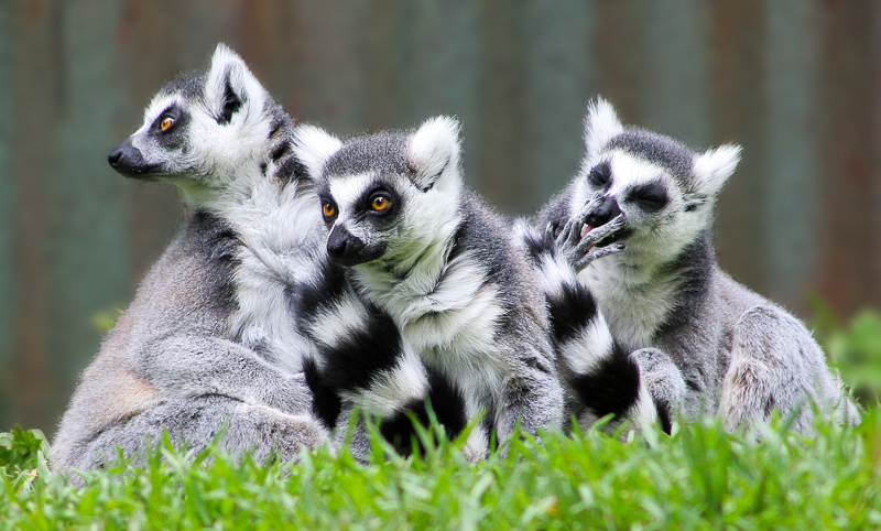 Lemurs' Park photo 2