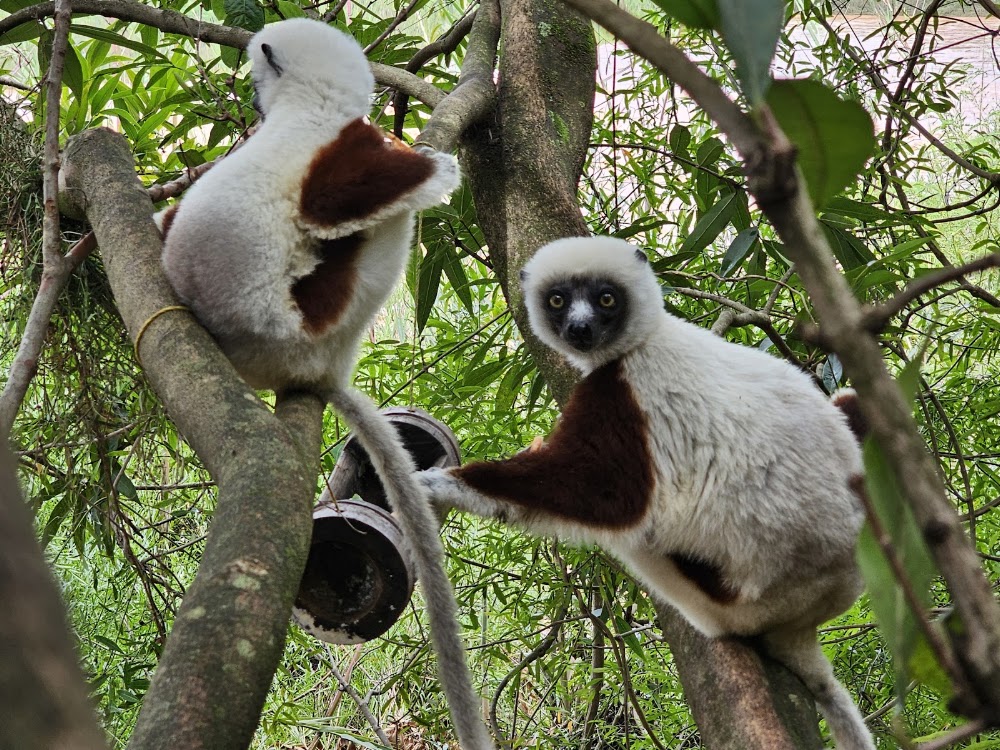 Lemurs' Park photo 3