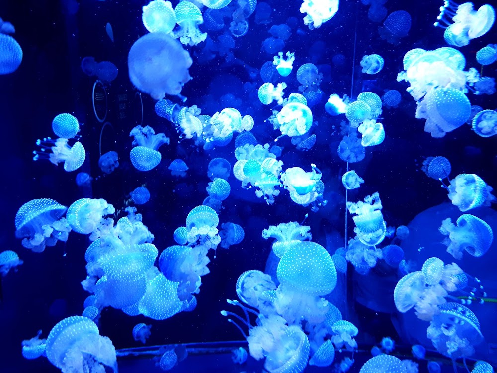Aquarium du Quebec photo 3