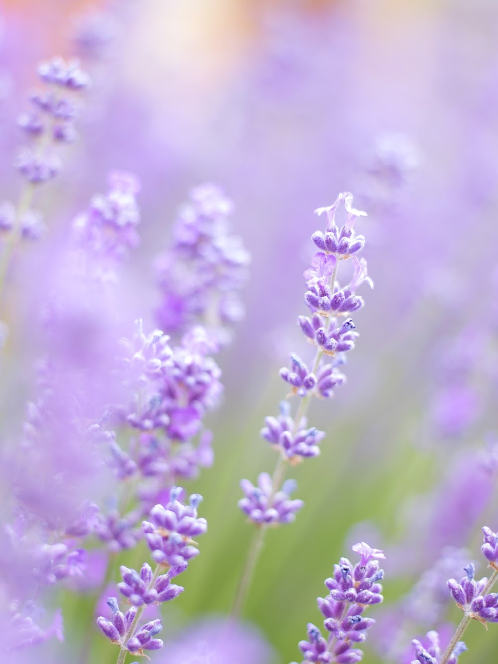 Wanaka Lavender Farm