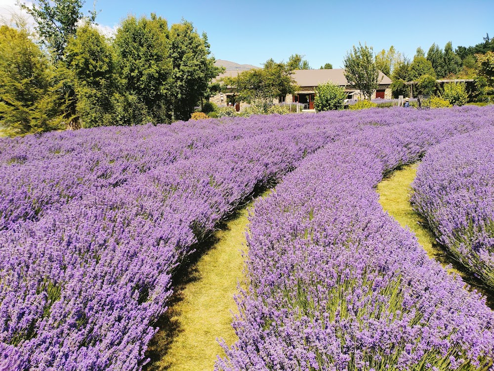 Wanaka Lavender Farm photo 2
