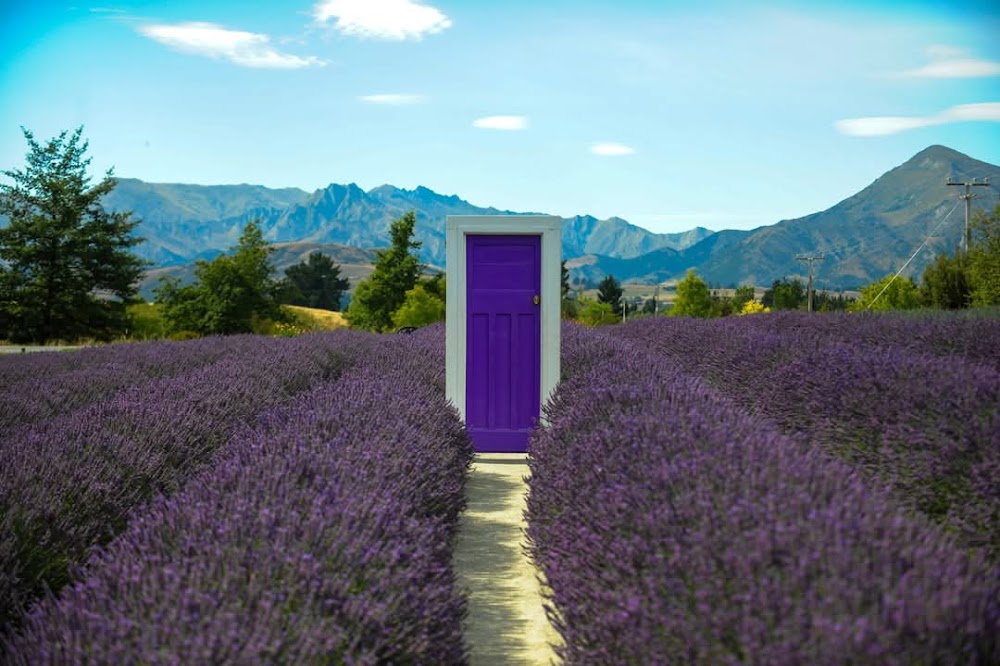 Wanaka Lavender Farm photo 3