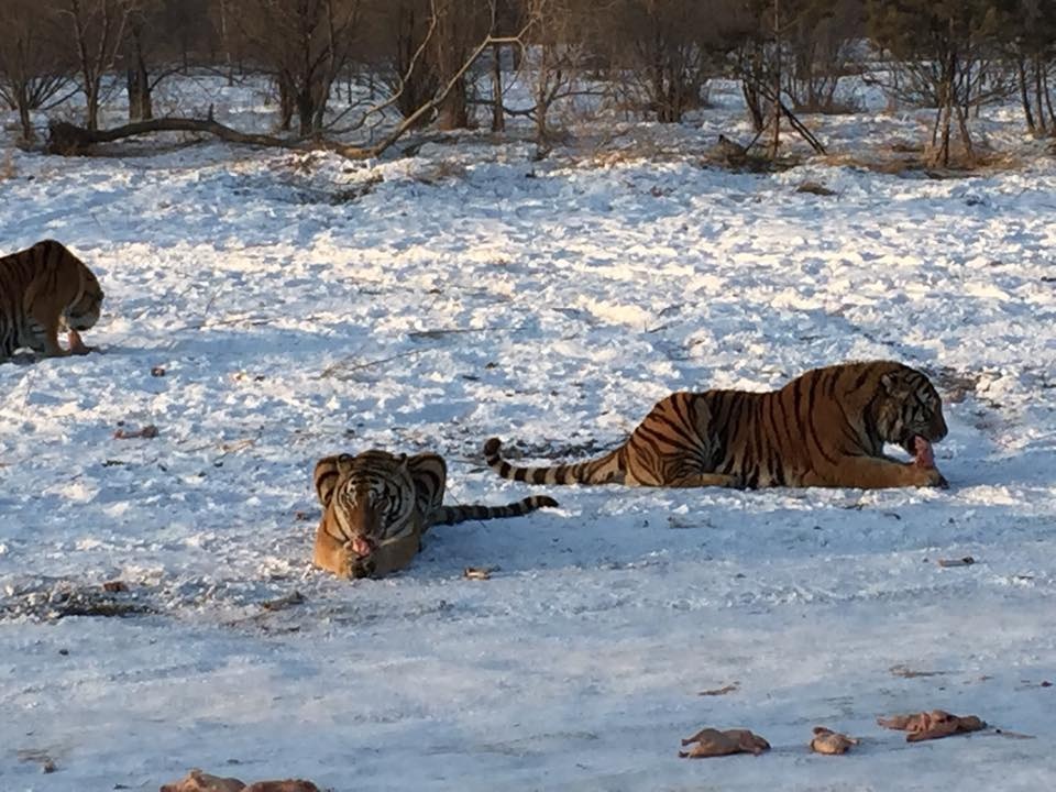 Siberian Tiger Park photo 2