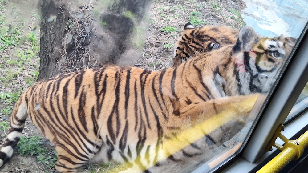 Siberian Tiger Park photo 3