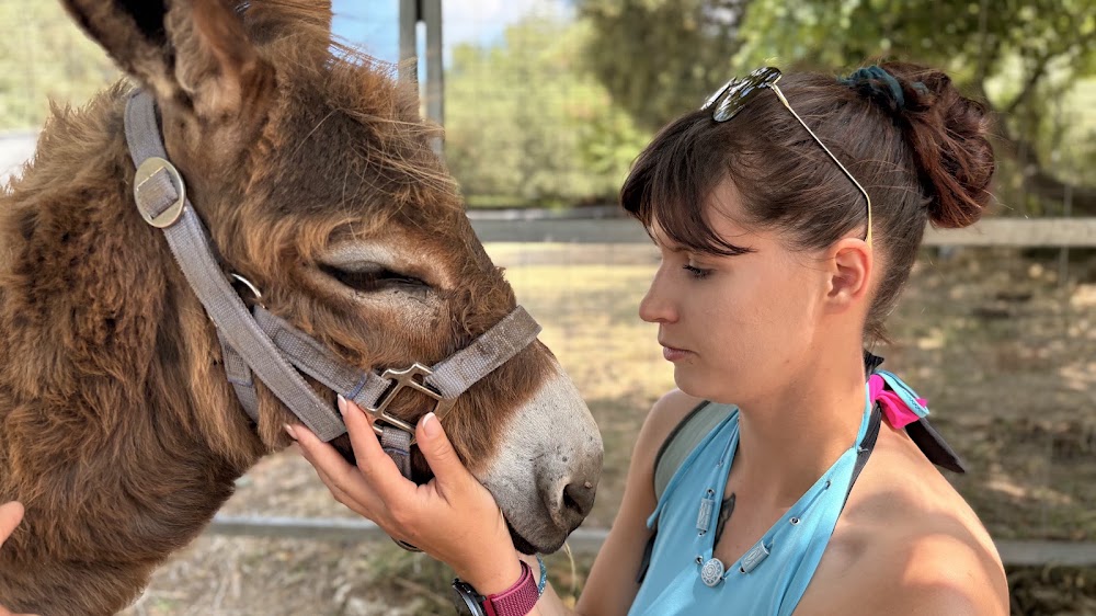 Corfu Donkey Rescue photo 2