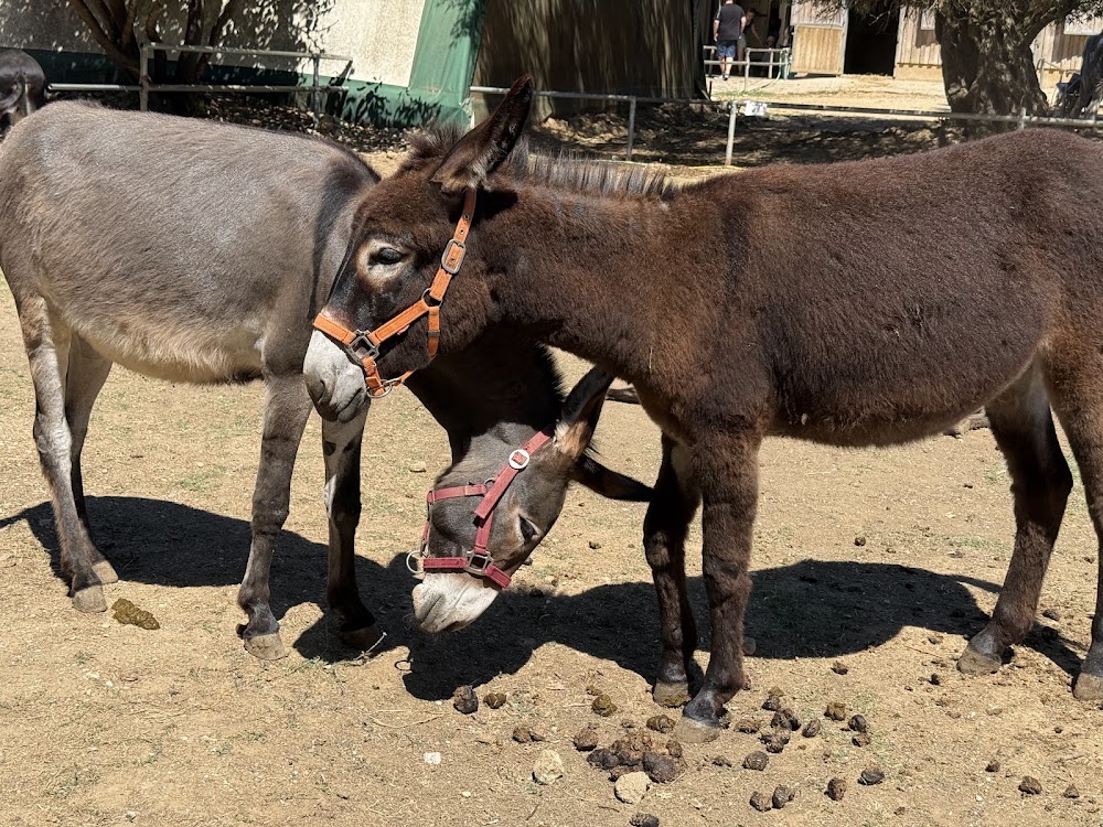 Corfu Donkey Rescue photo 3