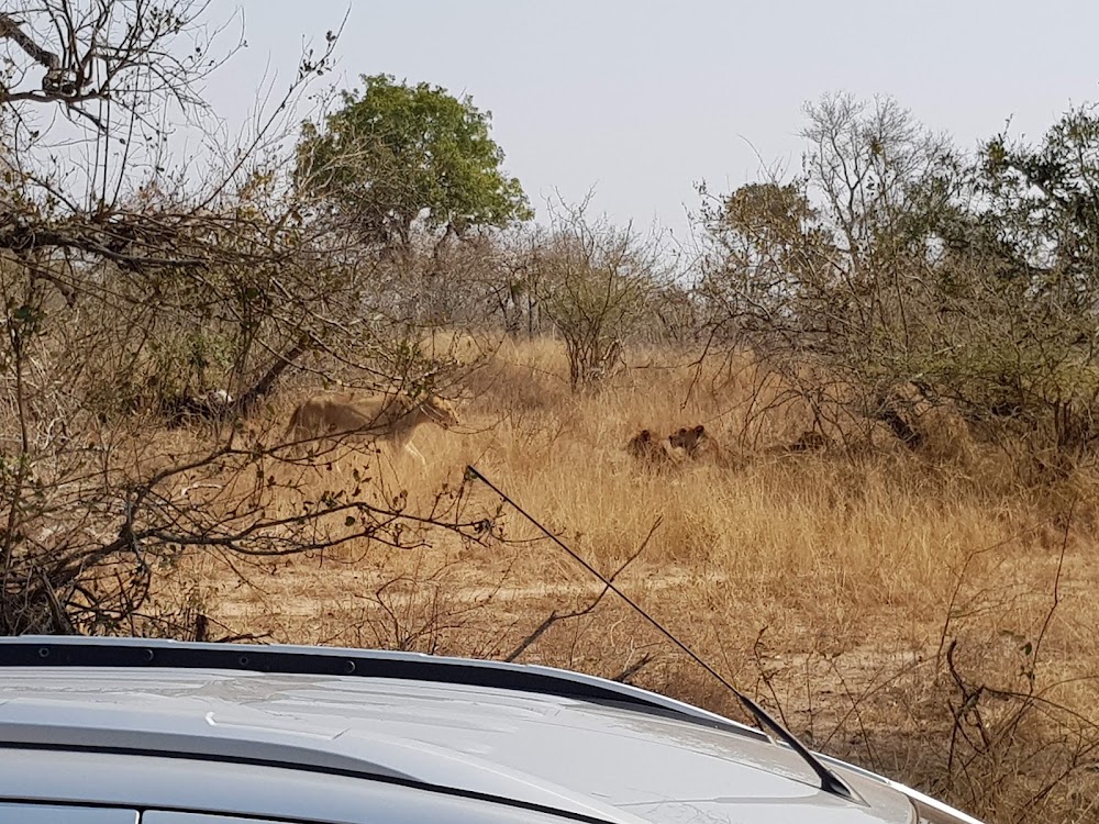 Wild Dog Walking Safaris photo 3