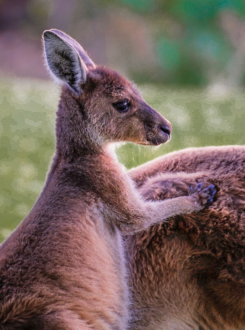 Yanchep National Park photo 3