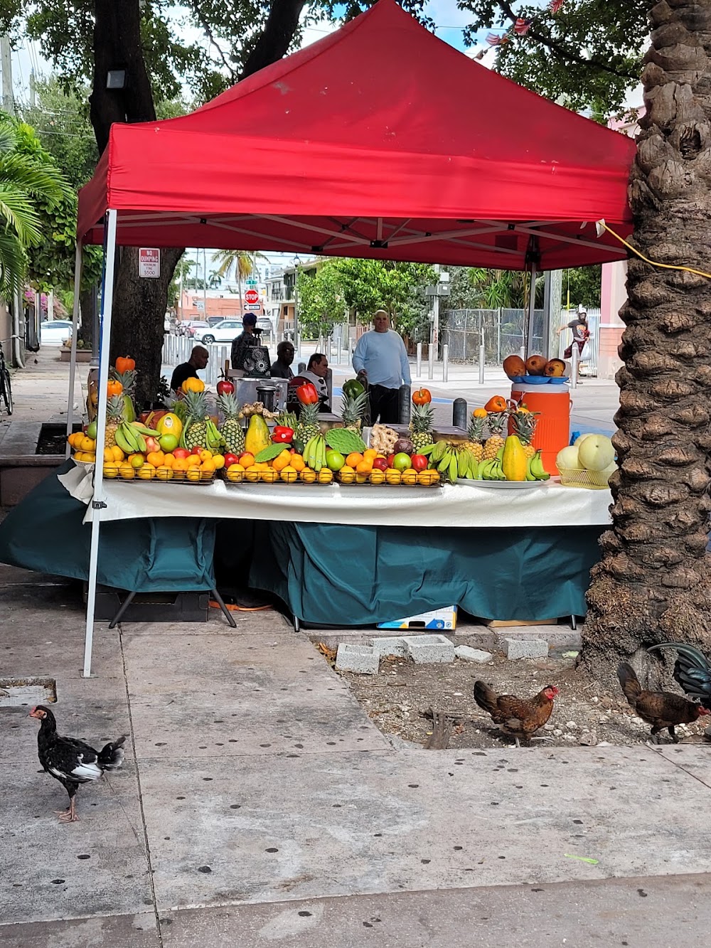 Little Havana photo 2