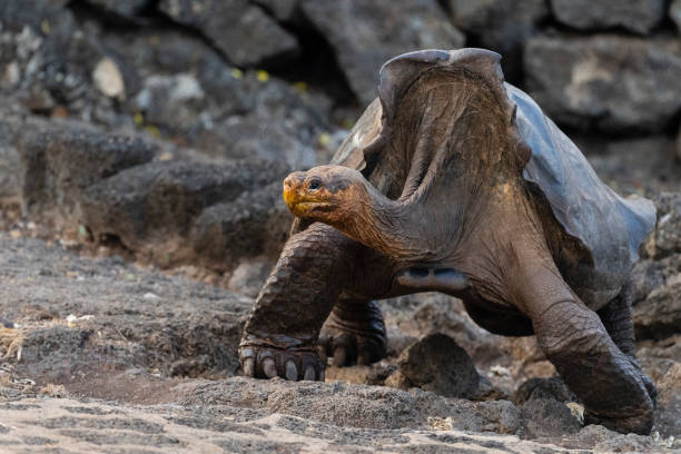 Galapagos Islands photo 2