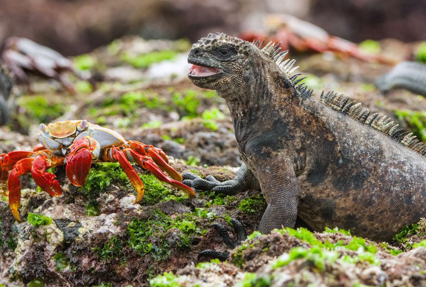 Galapagos Islands photo 3
