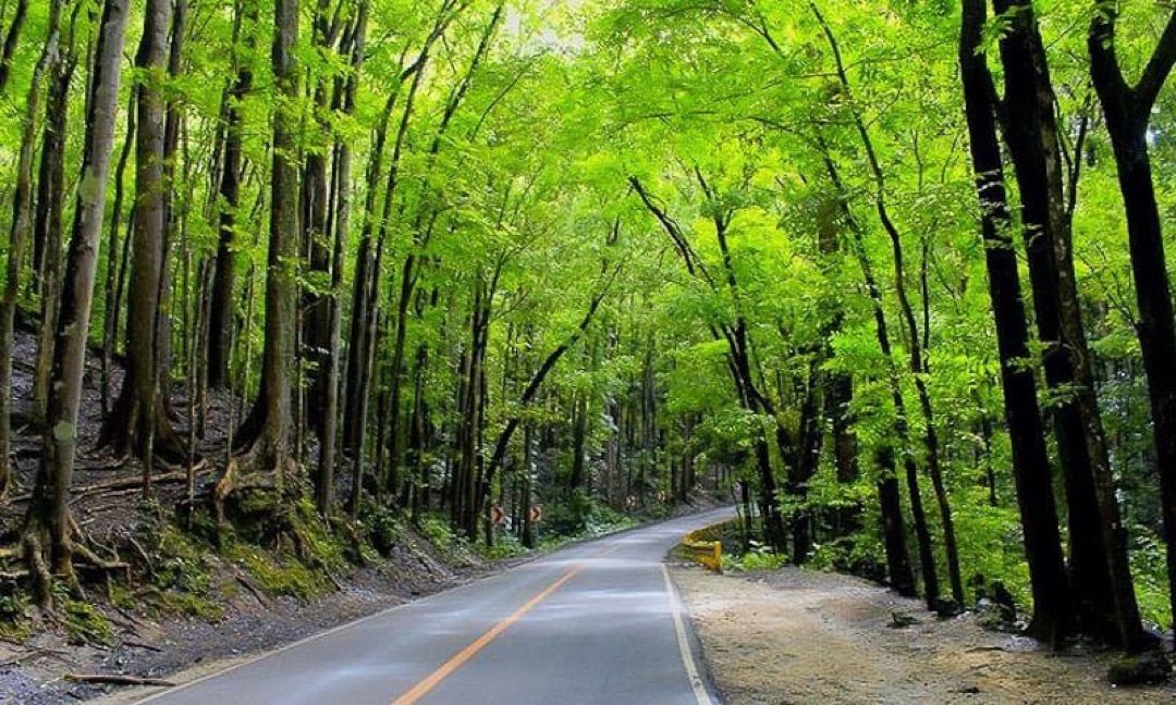 Man-Made Forest