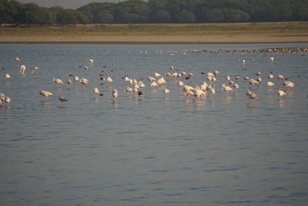 Thol Bird Sanctuary