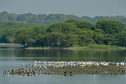 Thol Bird Sanctuary photo 3